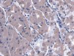 Calpain 9 Antibody in Immunohistochemistry (Paraffin) (IHC (P))