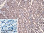 Calpain 9 Antibody in Immunohistochemistry (Paraffin) (IHC (P))