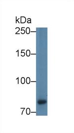 Calpain 9 Antibody in Western Blot (WB)