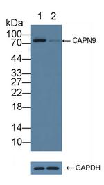 Calpain 9 Antibody in Western Blot (WB)