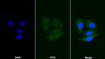 CNPY2 Antibody in Immunocytochemistry (ICC/IF)