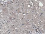 CNPY2 Antibody in Immunohistochemistry (Paraffin) (IHC (P))