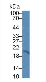 CNPY2 Antibody in Western Blot (WB)