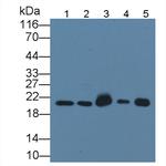 CNPY2 Antibody in Western Blot (WB)