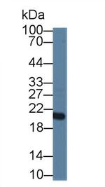 CNPY2 Antibody in Western Blot (WB)
