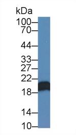 CNPY2 Antibody in Western Blot (WB)