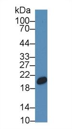 CNPY2 Antibody in Western Blot (WB)
