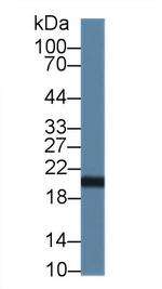 CNPY2 Antibody in Western Blot (WB)