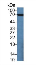 CD66e (CEA) Polyclonal Antibody