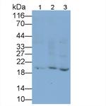 Beta-casein Antibody in Western Blot (WB)