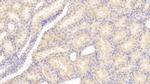 CSN3 (CASK) Antibody in Immunohistochemistry (Paraffin) (IHC (P))