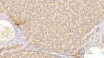 CSN3 (CASK) Antibody in Immunohistochemistry (Paraffin) (IHC (P))