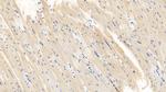 Caspase 1 Antibody in Immunohistochemistry (Paraffin) (IHC (P))