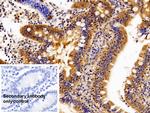 Caspase 1 Antibody in Immunohistochemistry (Paraffin) (IHC (P))