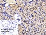 Caspase 1 Antibody in Immunohistochemistry (Paraffin) (IHC (P))