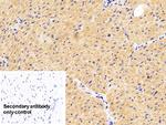 Caspase 1 Antibody in Immunohistochemistry (Paraffin) (IHC (P))