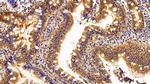 Caspase 1 Antibody in Immunohistochemistry (Paraffin) (IHC (P))