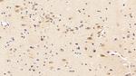 Caspase 1 Antibody in Immunohistochemistry (Paraffin) (IHC (P))