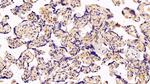 Caspase 1 Antibody in Immunohistochemistry (Paraffin) (IHC (P))