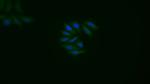 Caspase 1 Polyclonal Antibody