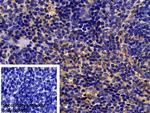 Caspase 1 Antibody in Immunohistochemistry (Paraffin) (IHC (P))