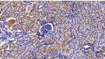 Caspase 1 Antibody in Immunohistochemistry (Paraffin) (IHC (P))