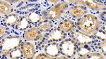 Caspase 1 Antibody in Immunohistochemistry (Paraffin) (IHC (P))