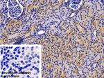 Caspase 1 Antibody in Immunohistochemistry (Paraffin) (IHC (P))