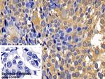 Caspase 1 Antibody in Immunohistochemistry (Paraffin) (IHC (P))