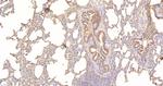 Caspase 1 Antibody in Immunohistochemistry (Paraffin) (IHC (P))
