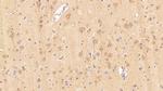 Caspase 1 Antibody in Immunohistochemistry (Paraffin) (IHC (P))