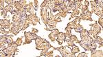 Caspase 1 Antibody in Immunohistochemistry (Paraffin) (IHC (P))