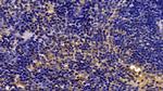 Caspase 1 Antibody in Immunohistochemistry (Paraffin) (IHC (P))