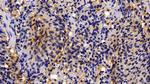 Caspase 1 Antibody in Immunohistochemistry (Paraffin) (IHC (P))