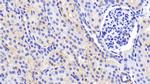 Caspase 2 Antibody in Immunohistochemistry (Paraffin) (IHC (P))
