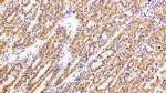 Caspase 2 Antibody in Immunohistochemistry (Paraffin) (IHC (P))