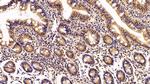 Caspase 2 Antibody in Immunohistochemistry (Paraffin) (IHC (P))