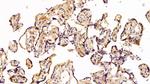 Caspase 2 Antibody in Immunohistochemistry (Paraffin) (IHC (P))