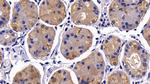 Caspase 2 Antibody in Immunohistochemistry (Paraffin) (IHC (P))