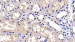 Caspase 2 Antibody in Immunohistochemistry (Paraffin) (IHC (P))