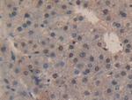 Caspase 3 Antibody in Immunohistochemistry (Paraffin) (IHC (P))