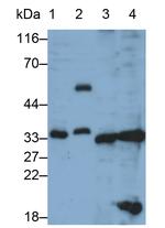 Caspase 3 Antibody in Western Blot (WB)