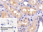 Caspase 8 Antibody in Immunohistochemistry (Paraffin) (IHC (P))