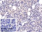 Caspase 8 Antibody in Immunohistochemistry (Paraffin) (IHC (P))