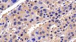 Caspase 8 Antibody in Immunohistochemistry (Paraffin) (IHC (P))