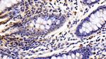 Caspase 8 Antibody in Immunohistochemistry (Paraffin) (IHC (P))