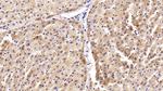 Caspase 8 Antibody in Immunohistochemistry (Paraffin) (IHC (P))