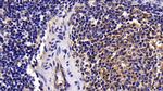 Caspase 8 Antibody in Immunohistochemistry (Paraffin) (IHC (P))