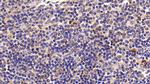 Caspase 8 Antibody in Immunohistochemistry (Paraffin) (IHC (P))