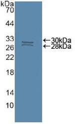 Caspase 8 Antibody in Western Blot (WB)